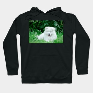 Samoyed puppies portrait Hoodie